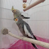 یک جفت عروس هلندی مولد|پرنده|شال, |دیوار