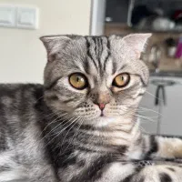 خوشگل پسر اسکاتیش|گربه|پردیس, فاز ۲|دیوار