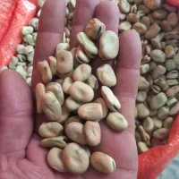 باقالی (باقلا)