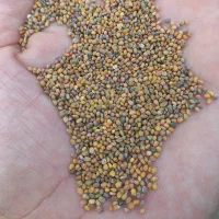 خرید وفروش بذر شبدر و یونجه|گل و گیاه طبیعی|مشهد, عیدگاه|دیوار