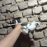 کبوتر|پرنده|فاضل آباد, |دیوار