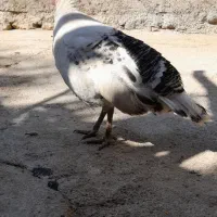 بوقلمون ماده