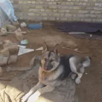 واگزاری سگ ژرمن شپرد