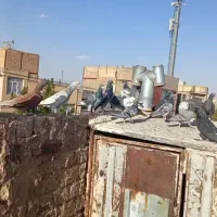 کفتر بوم|پرنده|تربت‌حیدریه, باغ سلطانی|دیوار