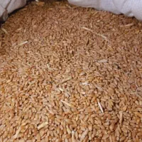 گندم بذری لاین ۱۷ بوجاری شده