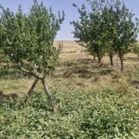 فروش باغ|فروش زمین و ملک کلنگی|قره پشتلو, |دیوار