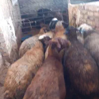 گوسفندزنده|حیوانات مزرعه|قزوین, |دیوار