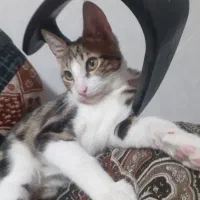 گربه کوچلو