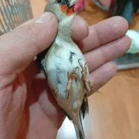 سهره کرمانی سره نر