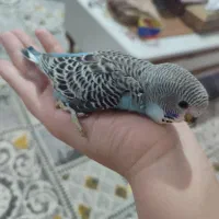 یک جفت مرغ عشق به همراه سه جوجهاش|پرنده|اهواز, نبوت|دیوار