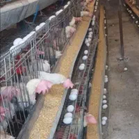 مرع بومی  گلپایگان محلی و رسمی تخمگذار  مرغ لوهمن|حیوانات مزرعه|شهریار, کرد امیر|دیوار