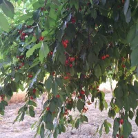 باغ-ثمری-با-سند-تک-برگ-انجیره-مرودشت