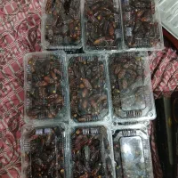 خرما|خوردنی و آشامیدنی|دیواندره, |دیوار