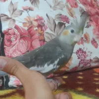 عروس هلندی اهلی