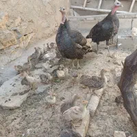 8عدد بوقلمون محلی . 65عدد جوجه