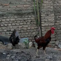 مرغ خروس