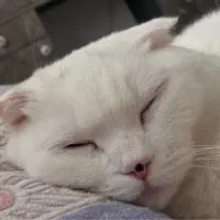 گربه اسکاتیش‌|گربه|تهران, زعفرانیه|دیوار