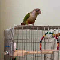 گیرینچیک با قفس