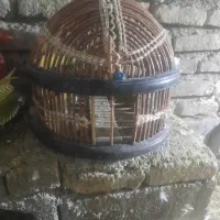 قفس کبک