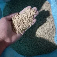 گندم دیم|خوردنی و آشامیدنی|نوبران, |دیوار