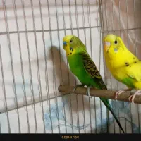 مرغ عشق|پرنده|اصفهان, طامه|دیوار