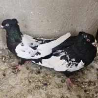 سینه سیاه