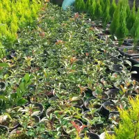 فتونیا|گل و گیاه طبیعی|کلاچای, |دیوار