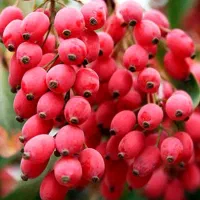 زرشک خوشه شده