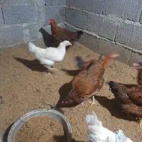 مرغ دورگه و محلی