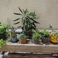 ۷ عدد گیاه همه باهم فروشی