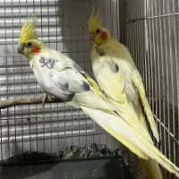 عروس هلندی
