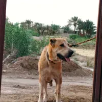 واگزاری سگ افغان|سگ|بافق, |دیوار