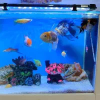 فروش آکواریوم مدل دلسا باکلیه لوازم و ماهی