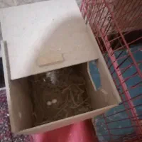 فنج نرگسی بشرط تخم و جوجه باقفس و لونه|پرنده|اهواز, اهواز|دیوار