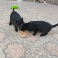 گربه / گربه خانگی / واگذاری