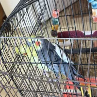 عروس هلندی نروماده|پرنده|پرند, فاز ۲|دیوار