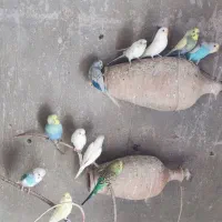 اسپانگل|پرنده|سرخنکلاته, |دیوار