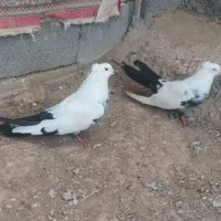 وسایل شخصی سینه دم سیاه