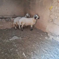بره خوشکل برداشتی