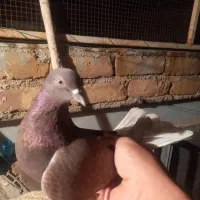 کفتر کبوتر