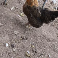 مرغ رسمی