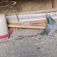 معاوضه کبوتر پلاکی|پرنده|گچی, |دیوار