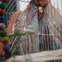 فنچ نرو ماده مولد شکم ماده پره تخم داره