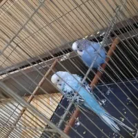 مرغ عشق|پرنده|بروجرد, |دیوار