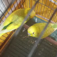 فروشی|پرنده|جیرفت, |دیوار