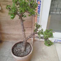 بنسای خرفه|گل و گیاه طبیعی|تهران, نیلوفر|دیوار
