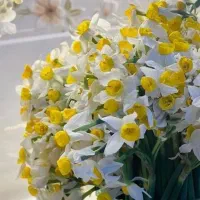 عکس‌های قدیمی را دوباره زنده کنید