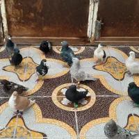 شهری کفتر|حیوانات|آبادان, |دیوار