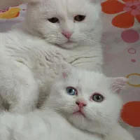 بچه گربه نژاد دار|گربه|کرمان, |دیوار