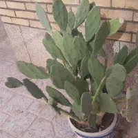 گل کاکتوس|گل و گیاه طبیعی|شاهینشهر, بنیاد ازدواج|دیوار